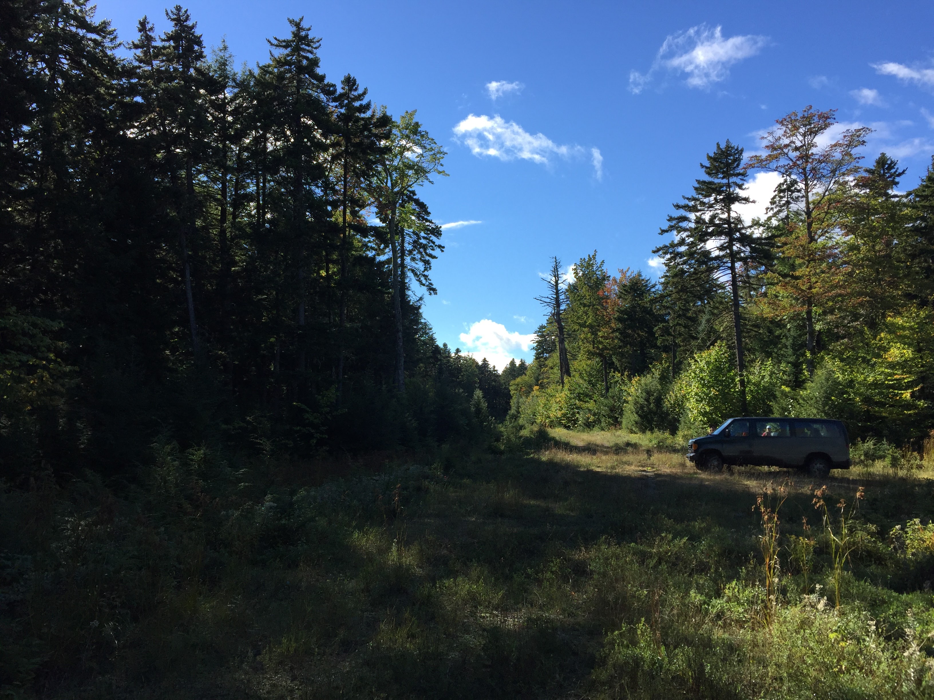 Baxter Pine Trees Header